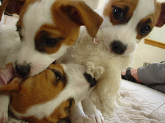 Why does the dog chew&nbsp;logs?