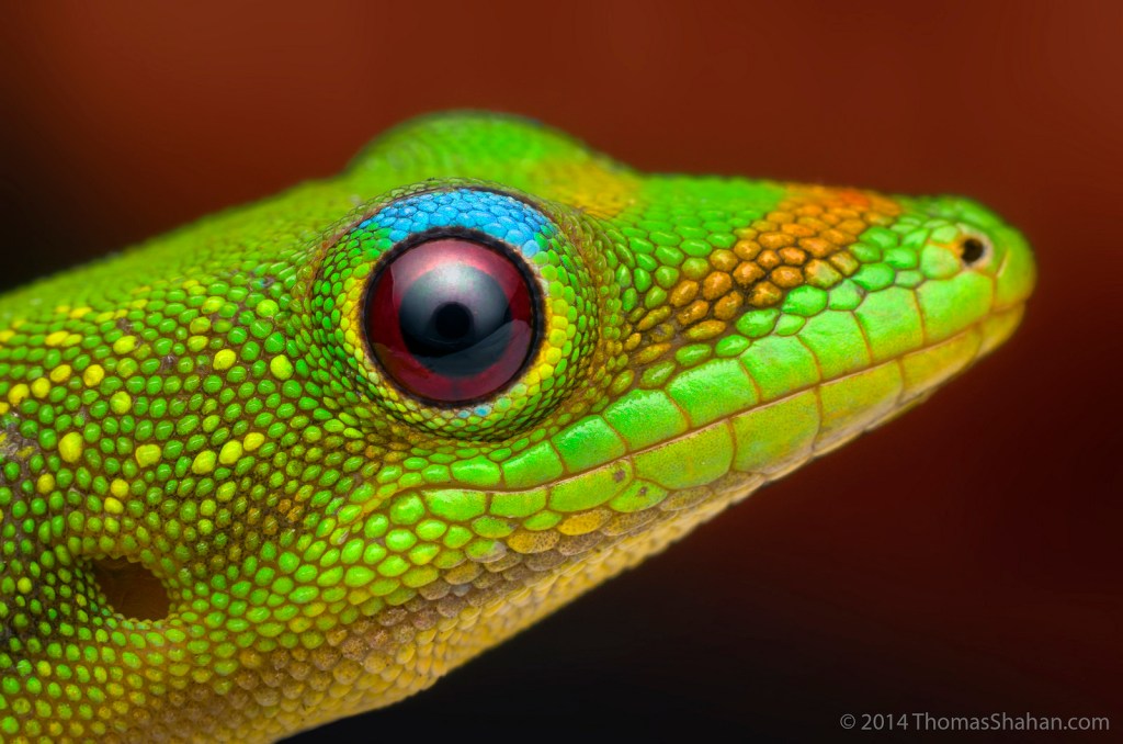 An answer to: How could eyes&nbsp;evolve?