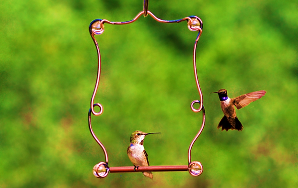 Why should I set up a hummingbird&nbsp;swing?