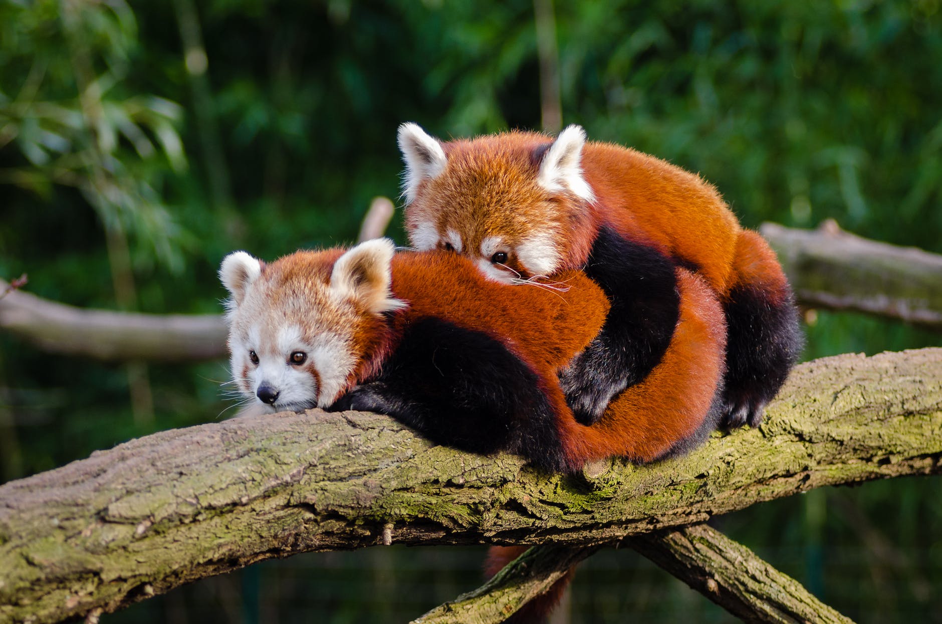 red pandas