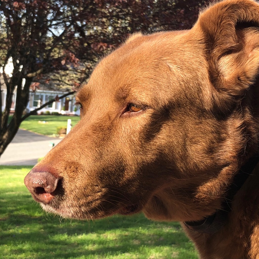 Hounding Emergencies