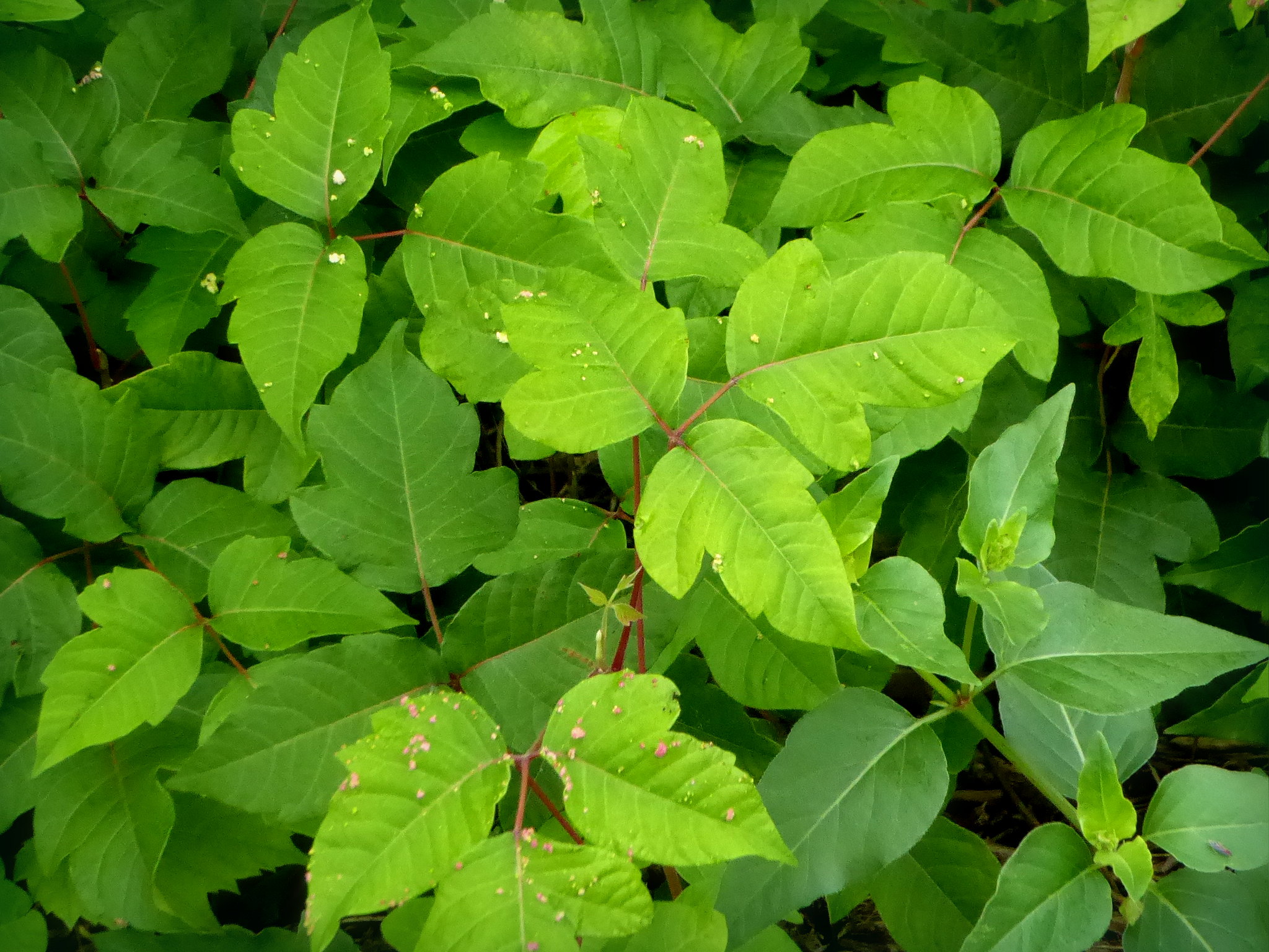 30859227028_cc0fbaed30_k